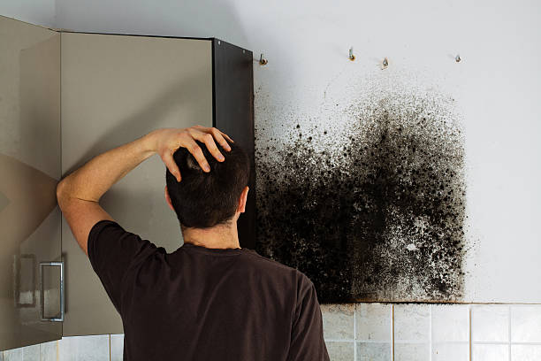 Mold Removal Process in Adamstown, MD